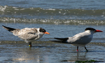 Caspian Terns